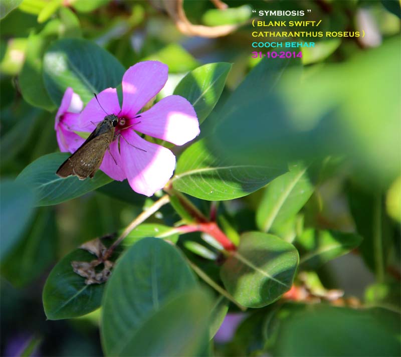 catharanthus-roseus-eflora-of-india